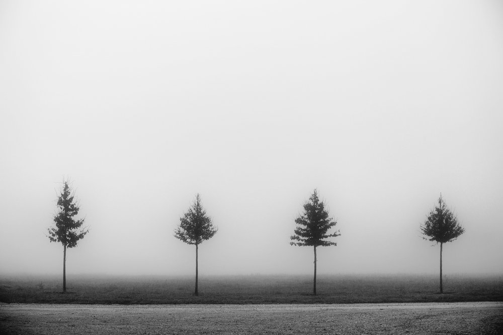 Quattro alberi avvolti nella nebbia da Vanja Tajnsek