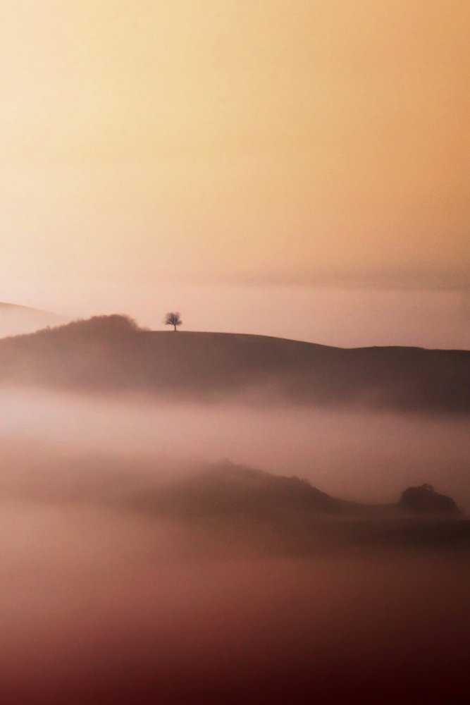 Lone Tree Golden Mist da Vanja Tajnsek