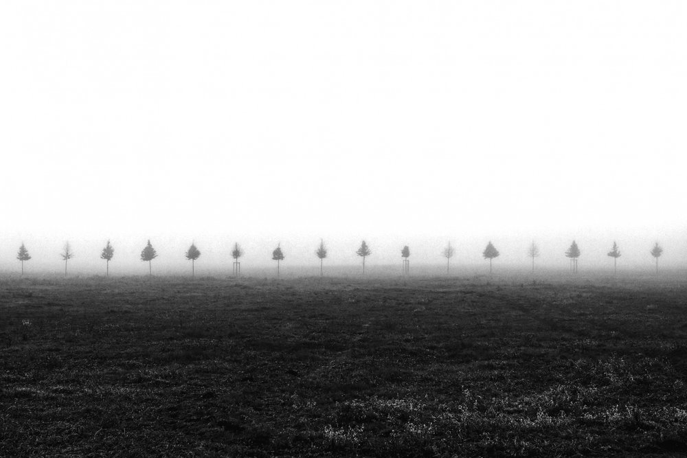 Alberi in un campo nebbioso da Vanja Tajnsek