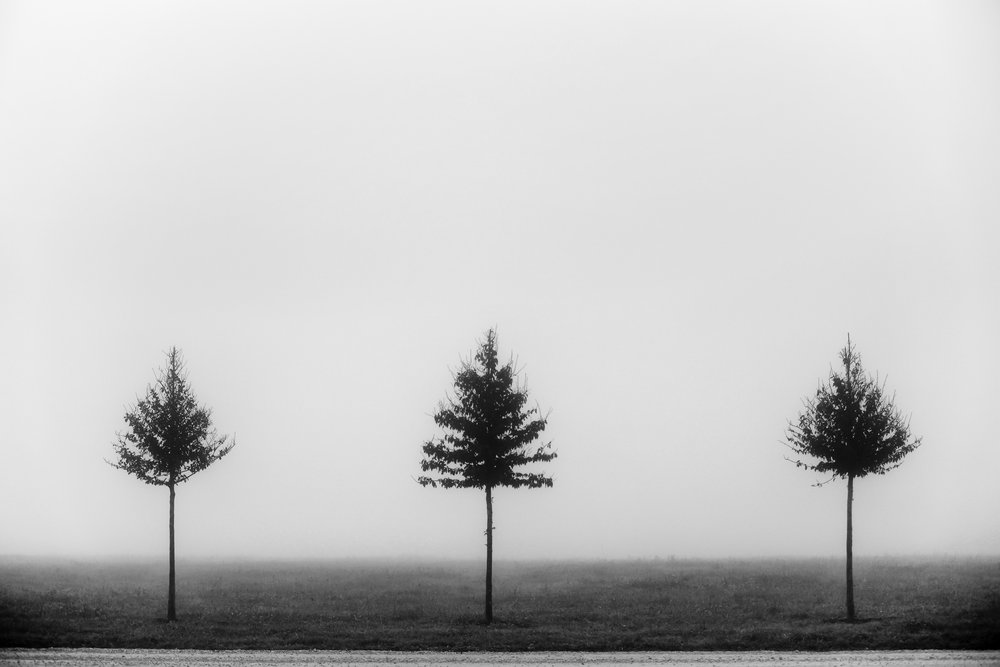 Tre alberi avvolti nella nebbia da Vanja Tajnsek