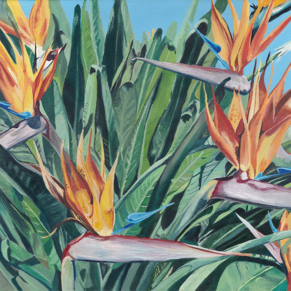 Fiori di uccello del paradiso da Viccy Wanliss