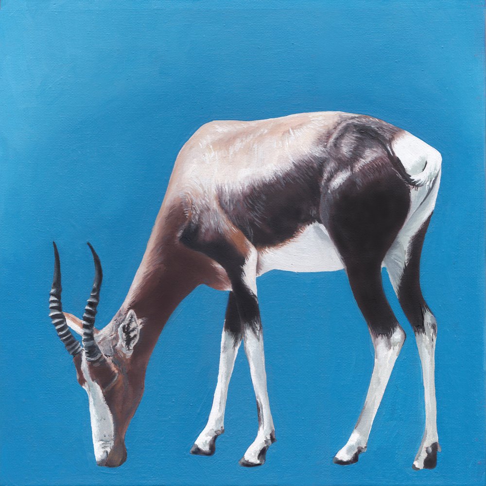 Bontebok contro Blue da Viccy Wanliss