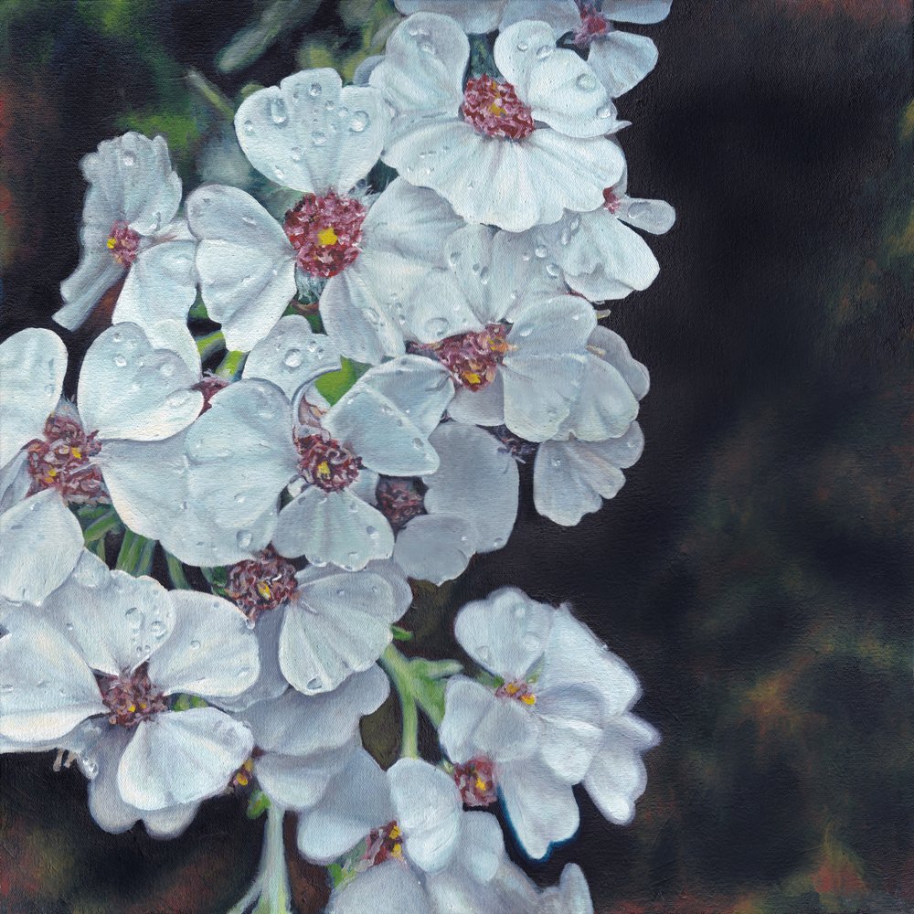 Fiori bianchi bagnati di rugiada da Viccy Wanliss