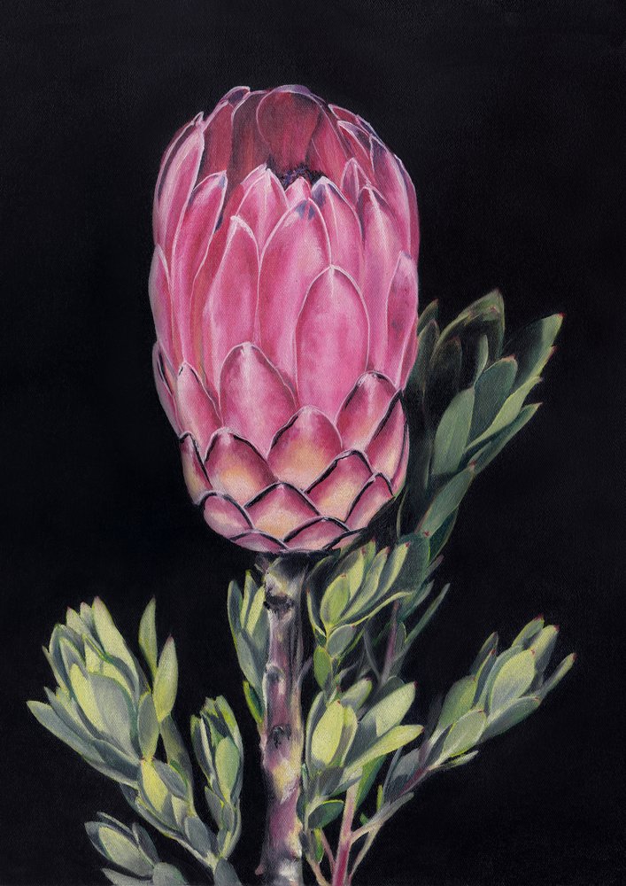 Protea rosa esotica da Viccy Wanliss