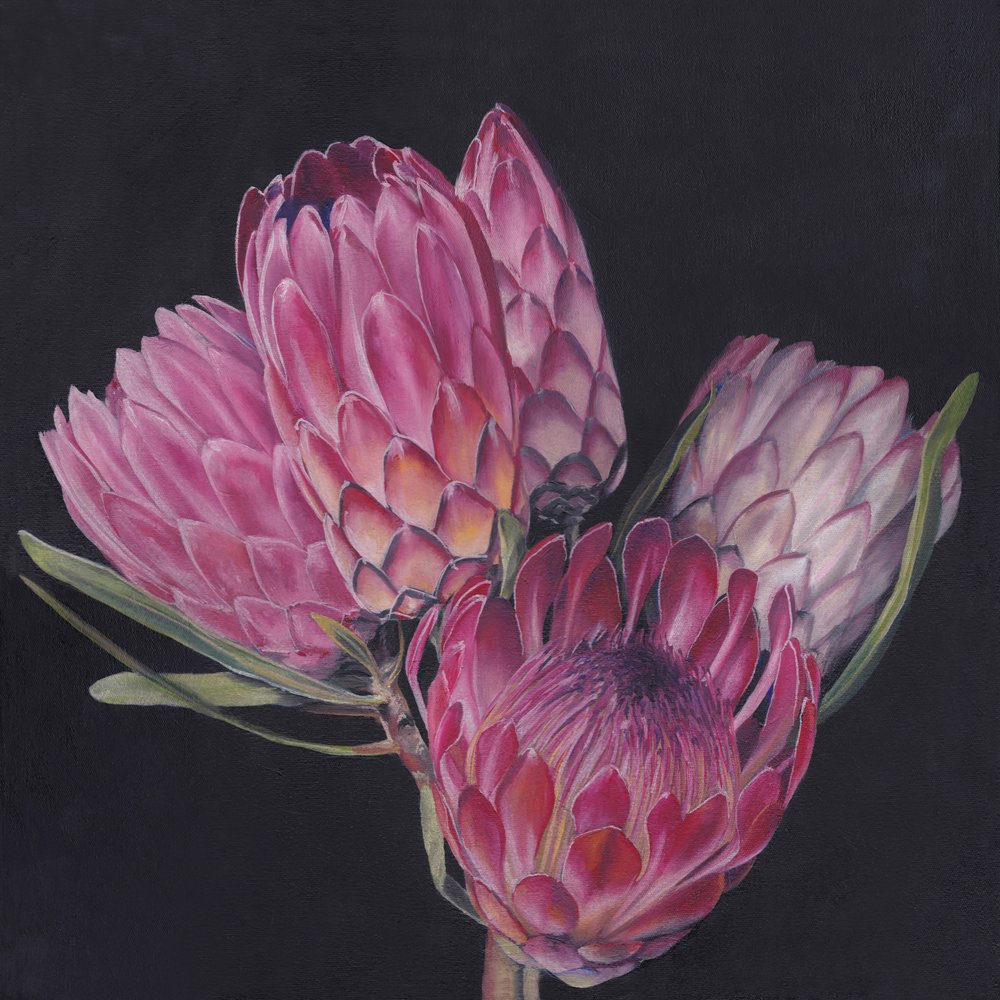 Protee rosa esotiche da Viccy Wanliss