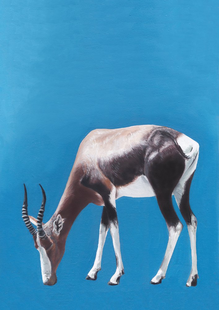 Antilope blesbok al pascolo da Viccy Wanliss