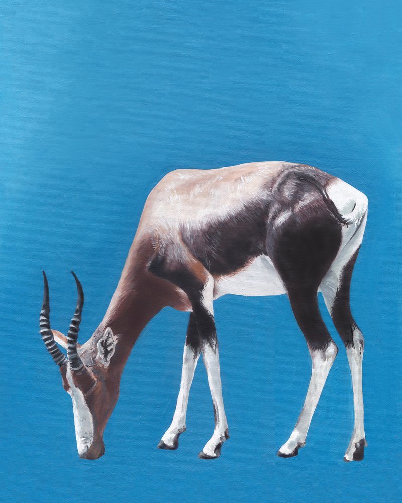 Antilope bontebok al pascolo da Viccy Wanliss