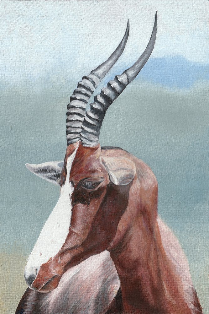 La maestosa antilope blesbok da Viccy Wanliss