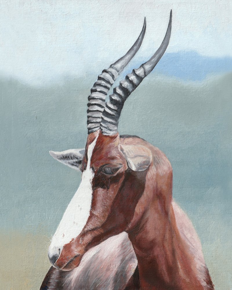 Profilo del maestoso blesbok da Viccy Wanliss