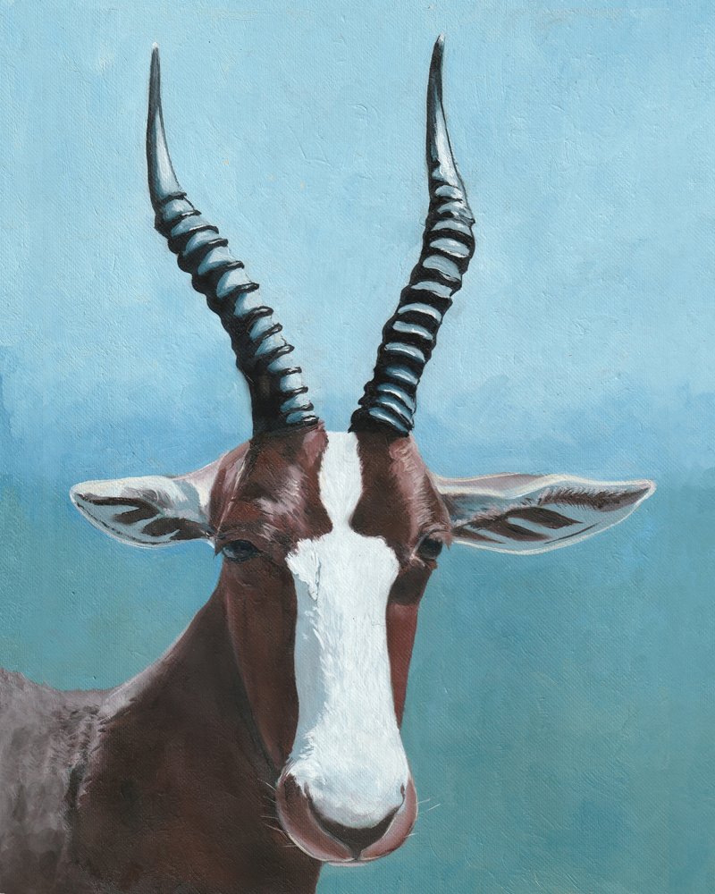 Lo sguardo del blesbok dipinto da Viccy Wanliss