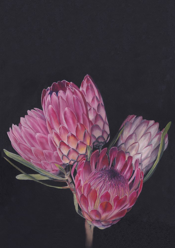 Protea Medley di Viccy Wanliss da Viccy Wanliss