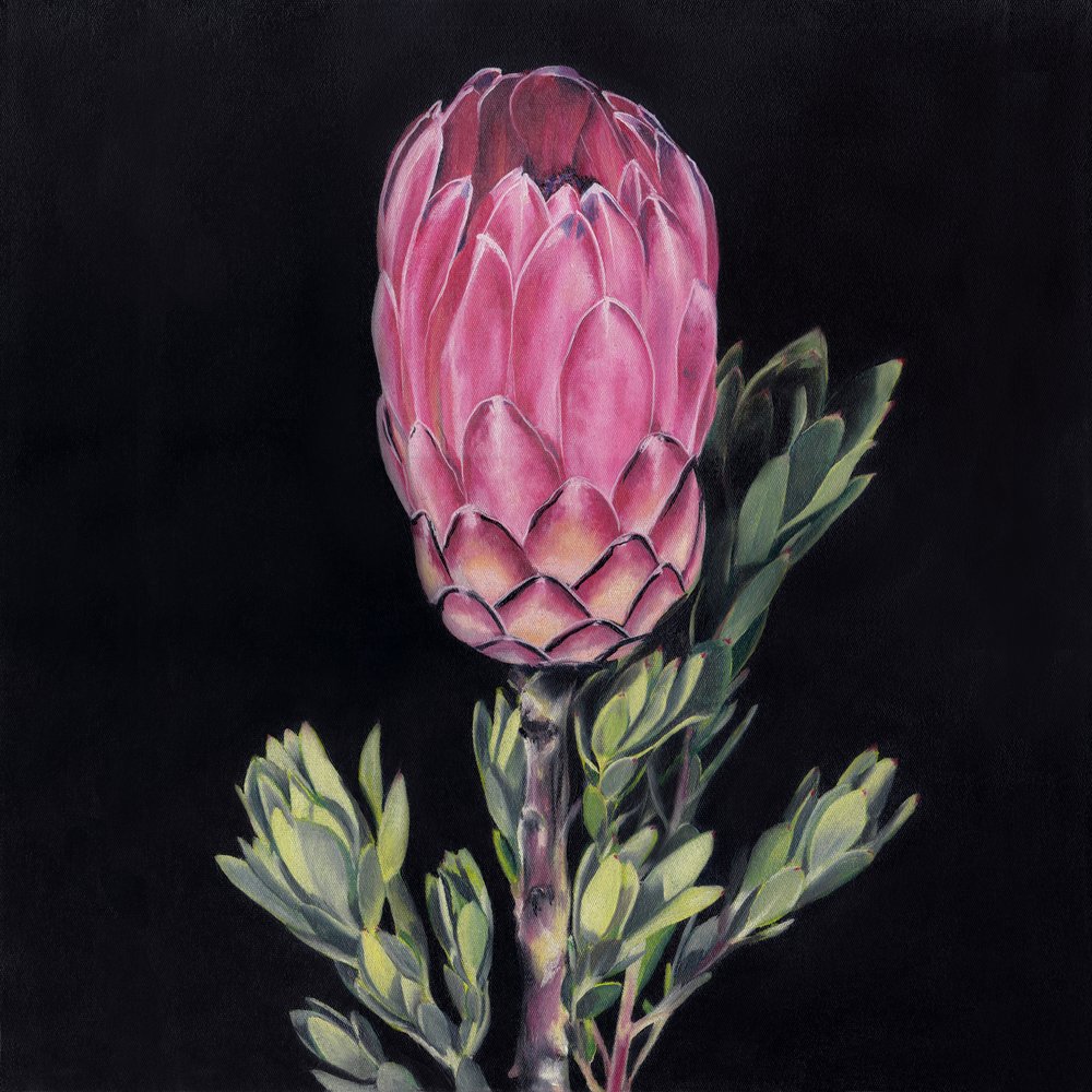 Una protea rosa che cattura lo sguardo da Viccy Wanliss