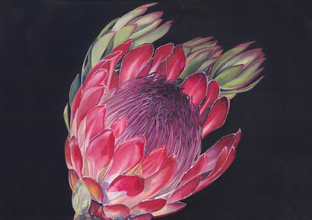 Protea reale dai colori vivaci da Viccy Wanliss