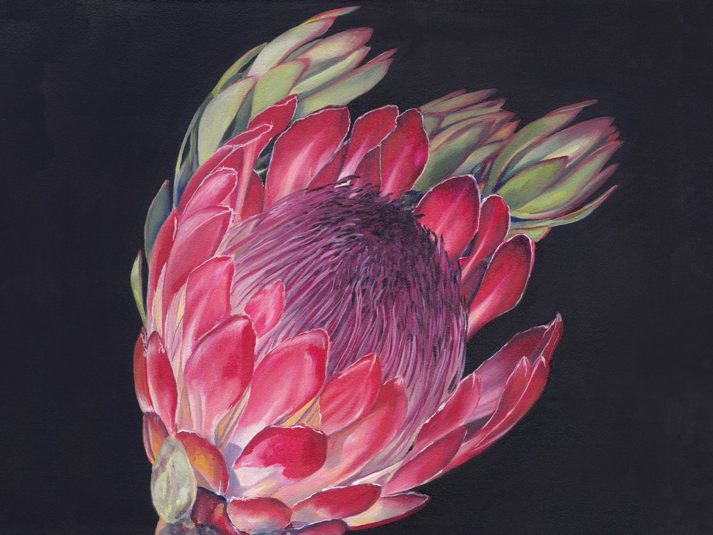Protea reale dai colori vivaci da Viccy Wanliss