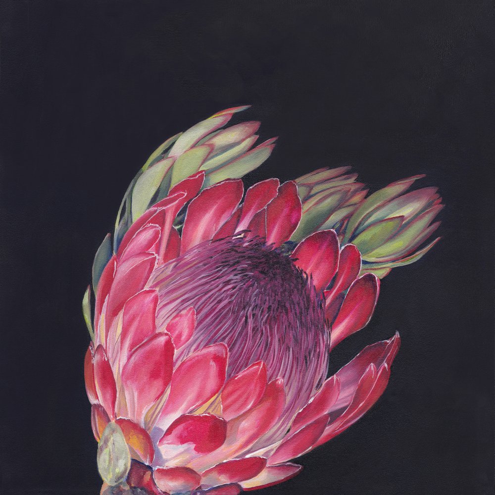 Protea rosa vivace da Viccy Wanliss