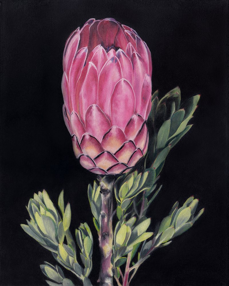 Protea rosa vivace da Viccy Wanliss