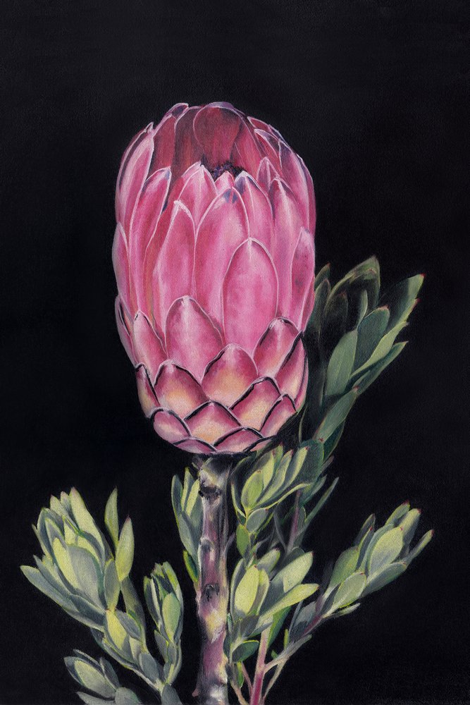 Protea rosa vivace da Viccy Wanliss