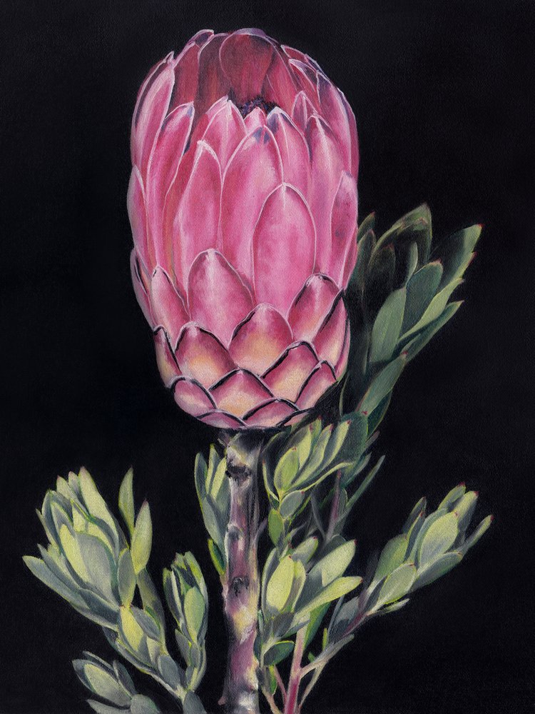 Protea rosa vivace da Viccy Wanliss
