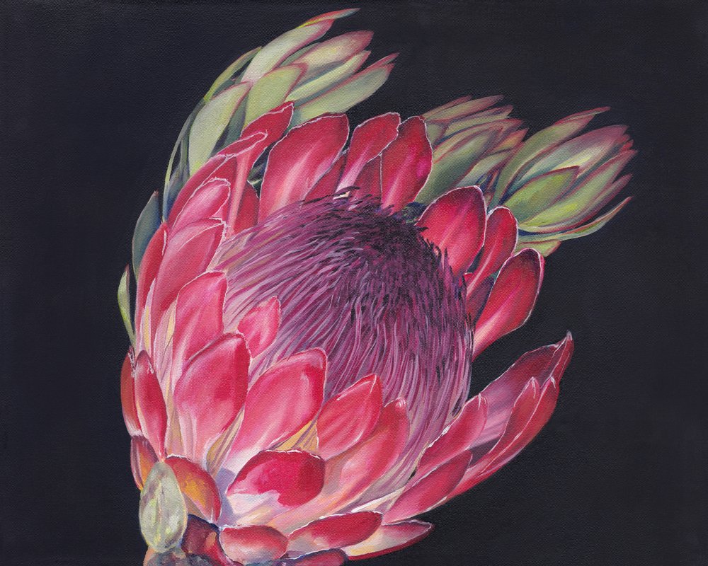 Una protea in piena fioritura da Viccy Wanliss