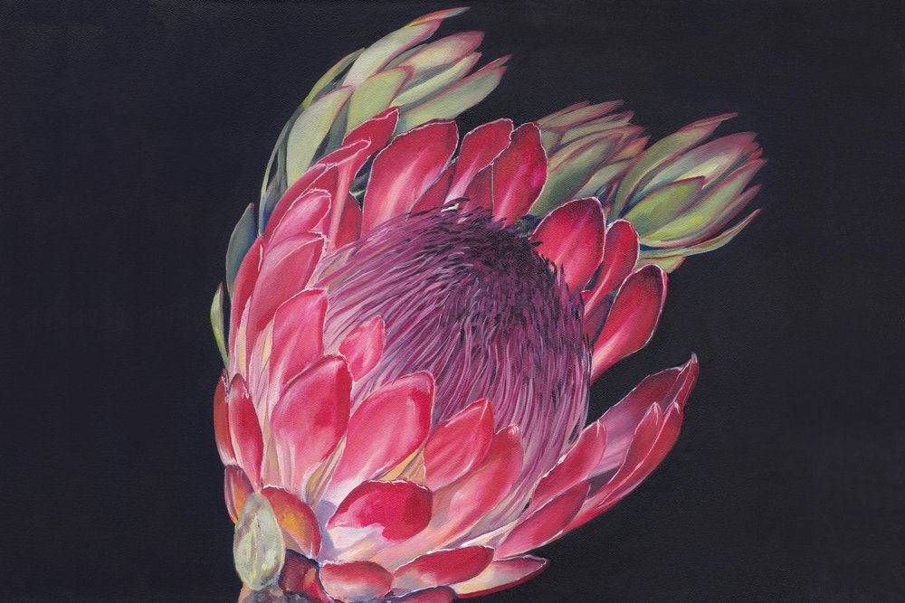 Una protea in piena fioritura da Viccy Wanliss