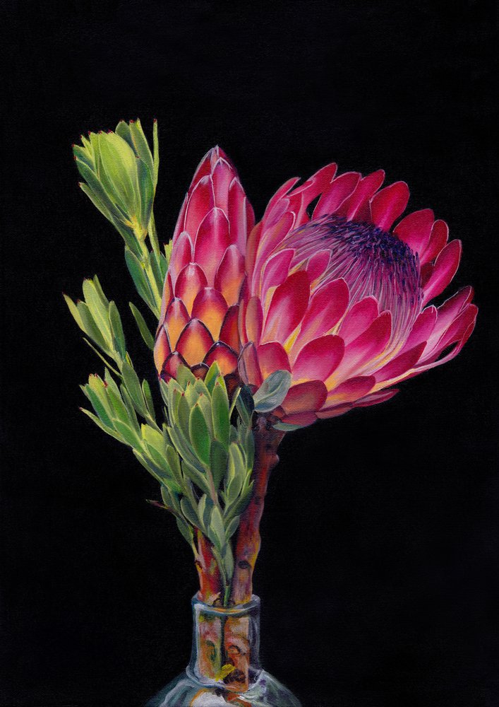 Una protea in piena fioritura da Viccy Wanliss