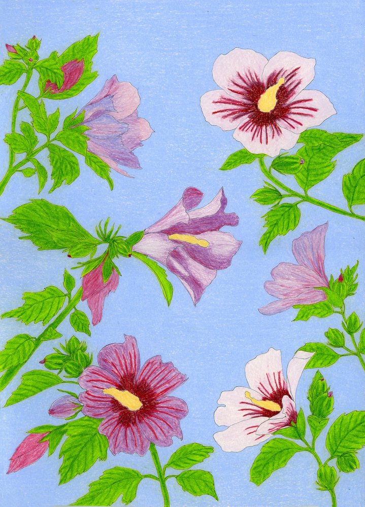 Fiori di ibisco in fiore da Viktoriia Saunina