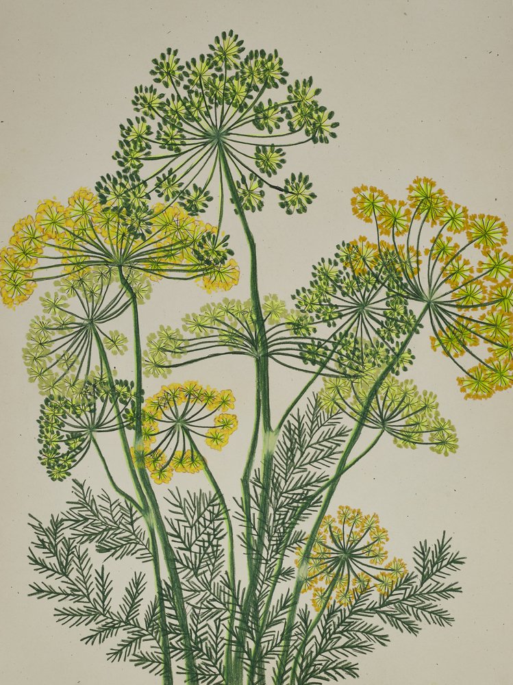 Fresco aneto giallo da Viktoriia Saunina