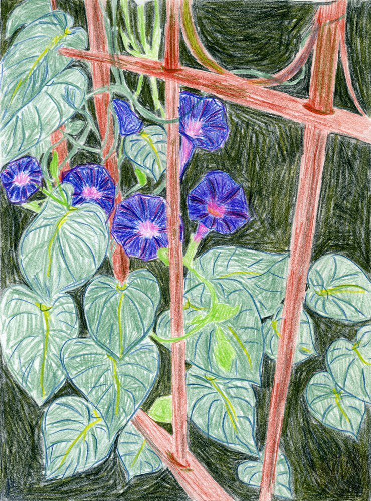 I vivaci fiori di ipomea da Viktoriia Saunina
