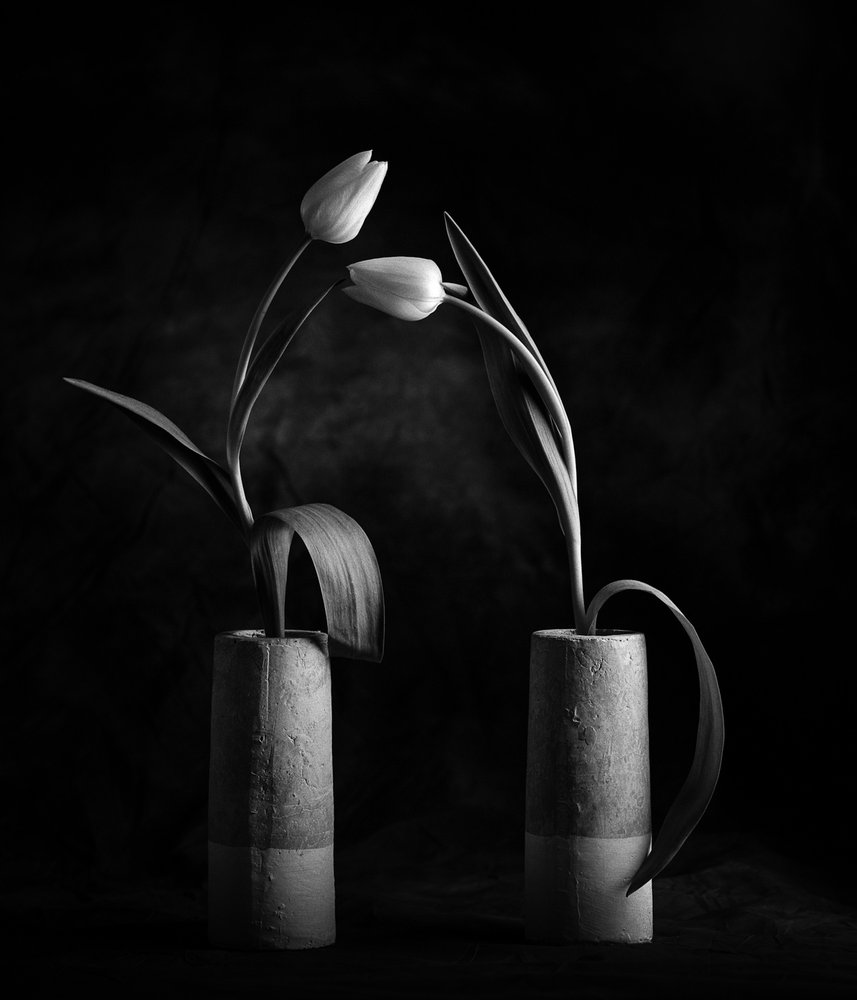 Eleganti tulipani bianchi e neri da Xavi Heredia