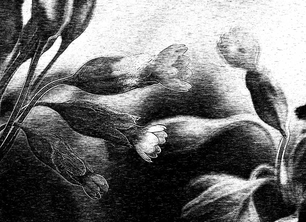 Delicato disegno floreale da Ylva Sjögren
