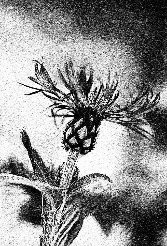 Delicato schizzo di fiore da Ylva Sjögren