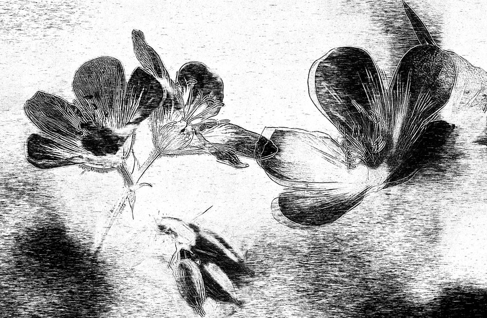 Elegante disegno floreale da Ylva Sjögren