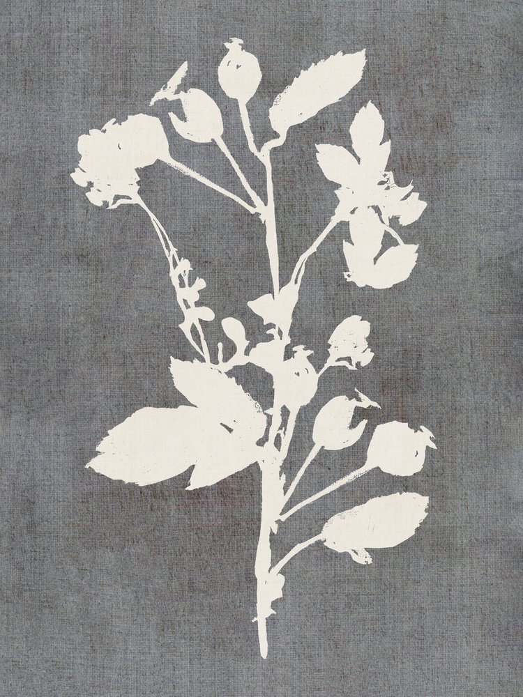 Silhouette di rosa botanica da cartissi