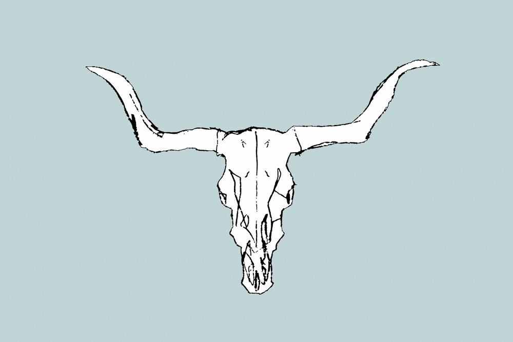 Teschio di toro del deserto da cartissi