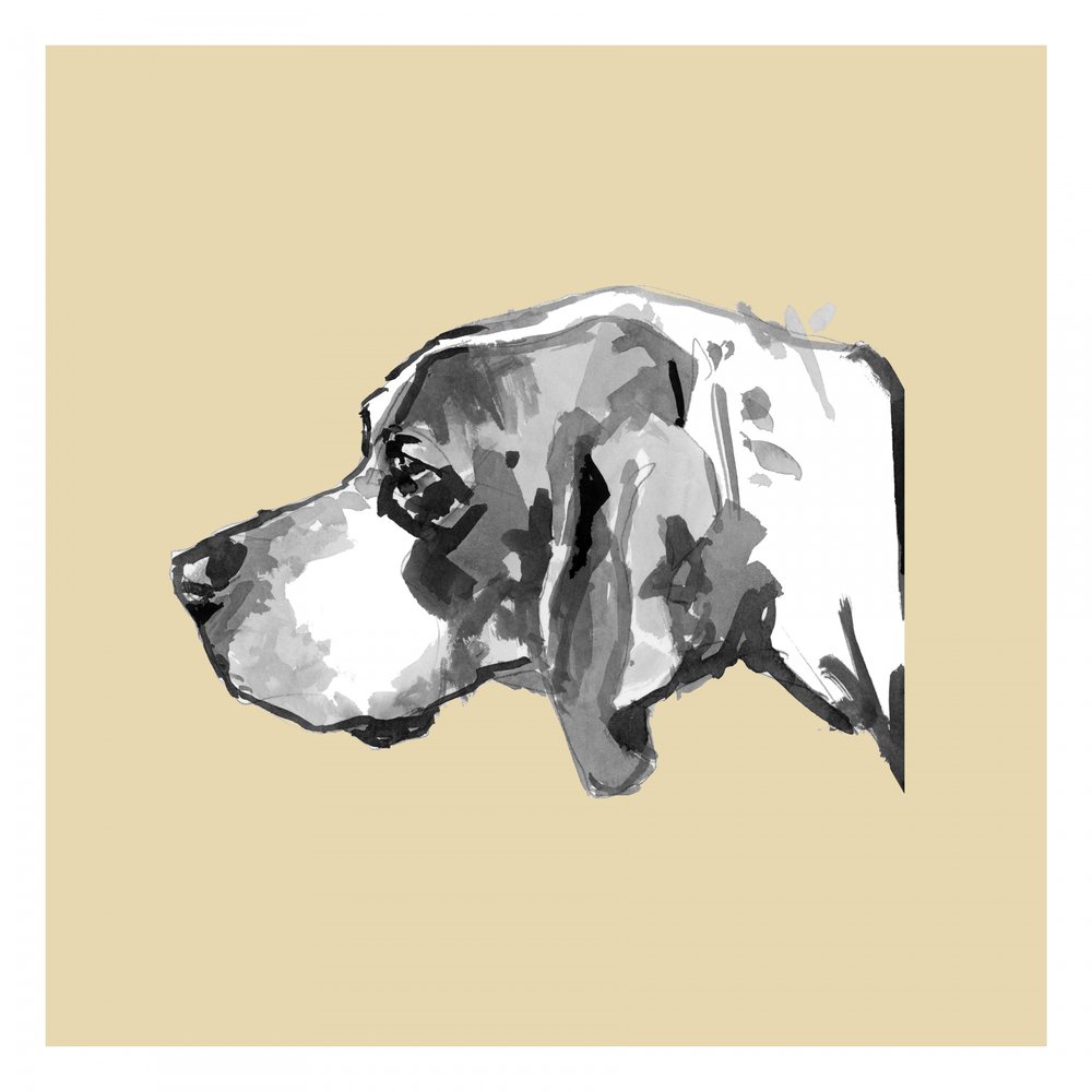 Profilo di un cane elegante da cartissi