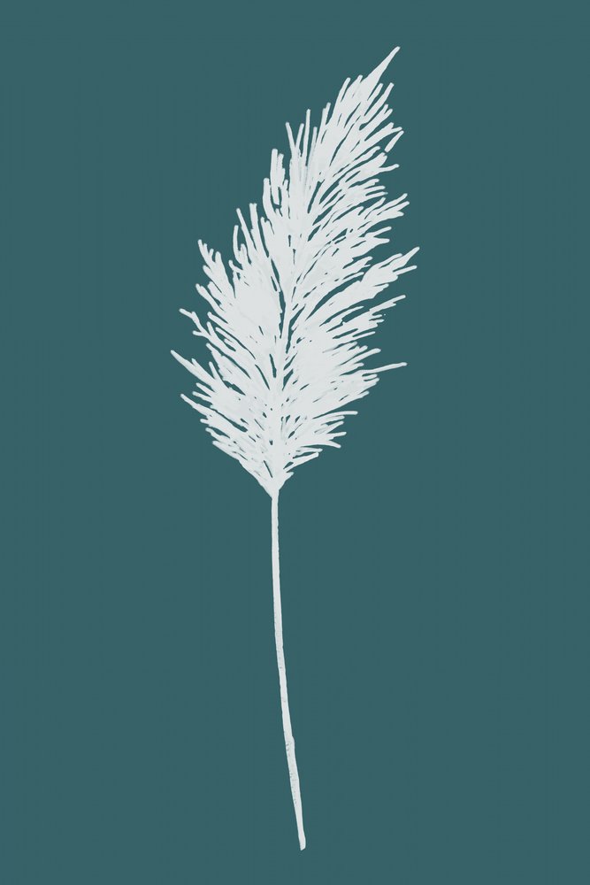 Elegante piuma di pampa da cartissi