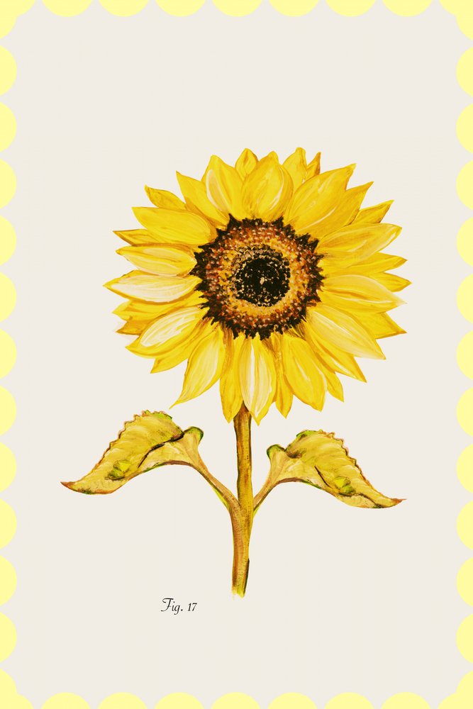 Fiore di girasole dorato da cartissi