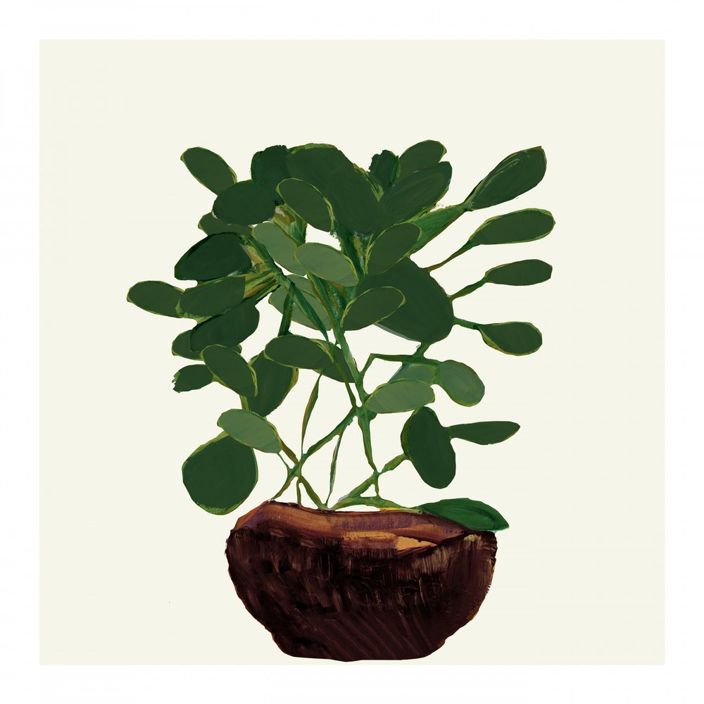 Pianta in vaso verde da cartissi