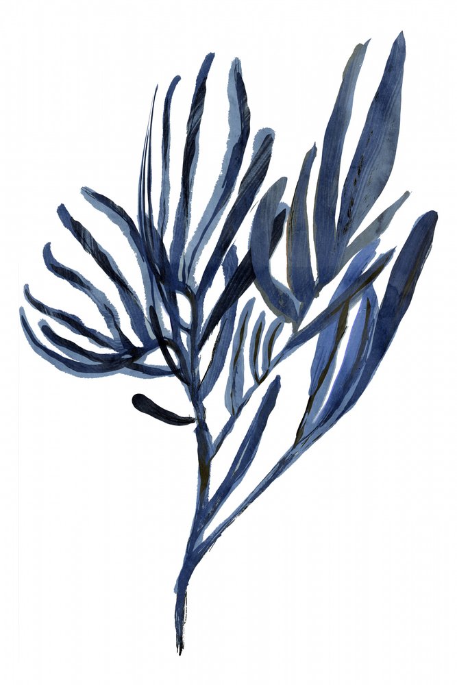 Rami botanici Indigo da cartissi