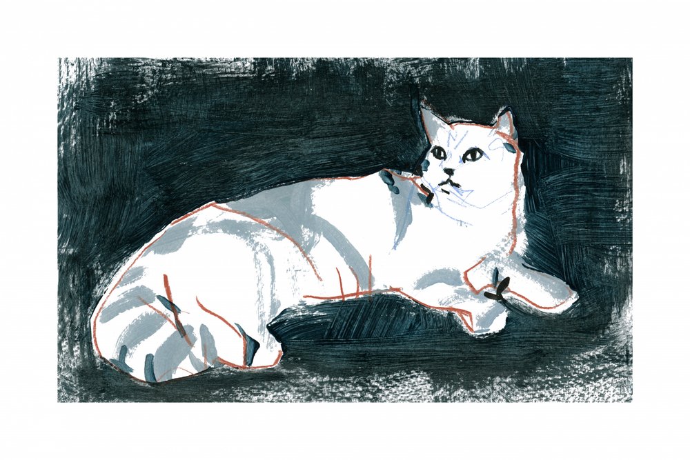Gatto bianco che mente da cartissi