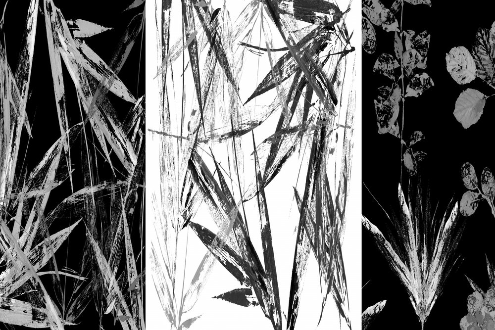Studio botanico monocromatico da cartissi