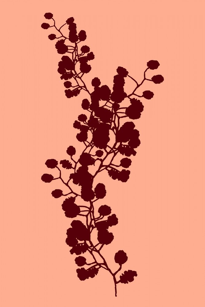 Silhouette botanica alla pesca da cartissi