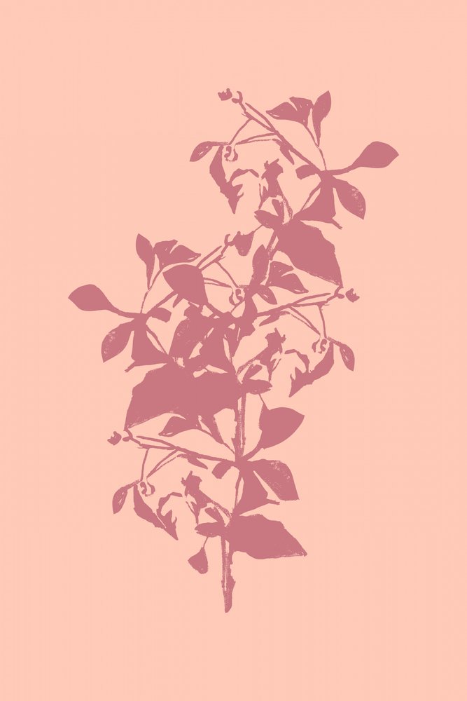 Sagoma botanica rosa da cartissi