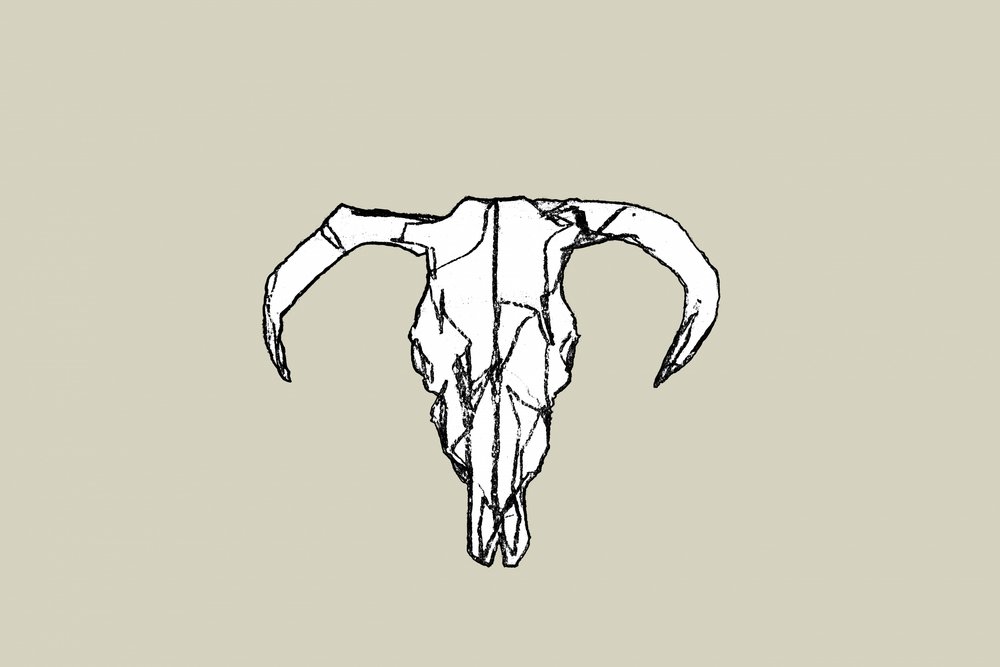 Teschio di toro in stile rustico da cartissi