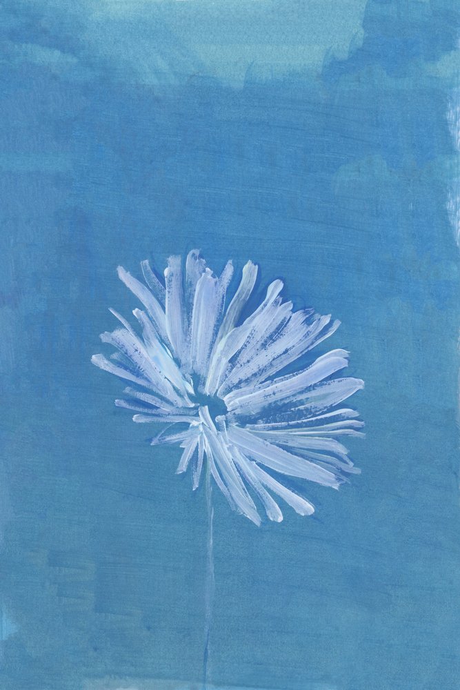 Sereno fiore blu da cartissi