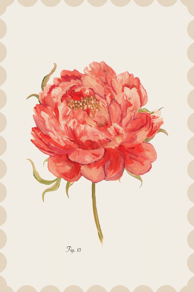 Peonia corallo brillante da cartissi