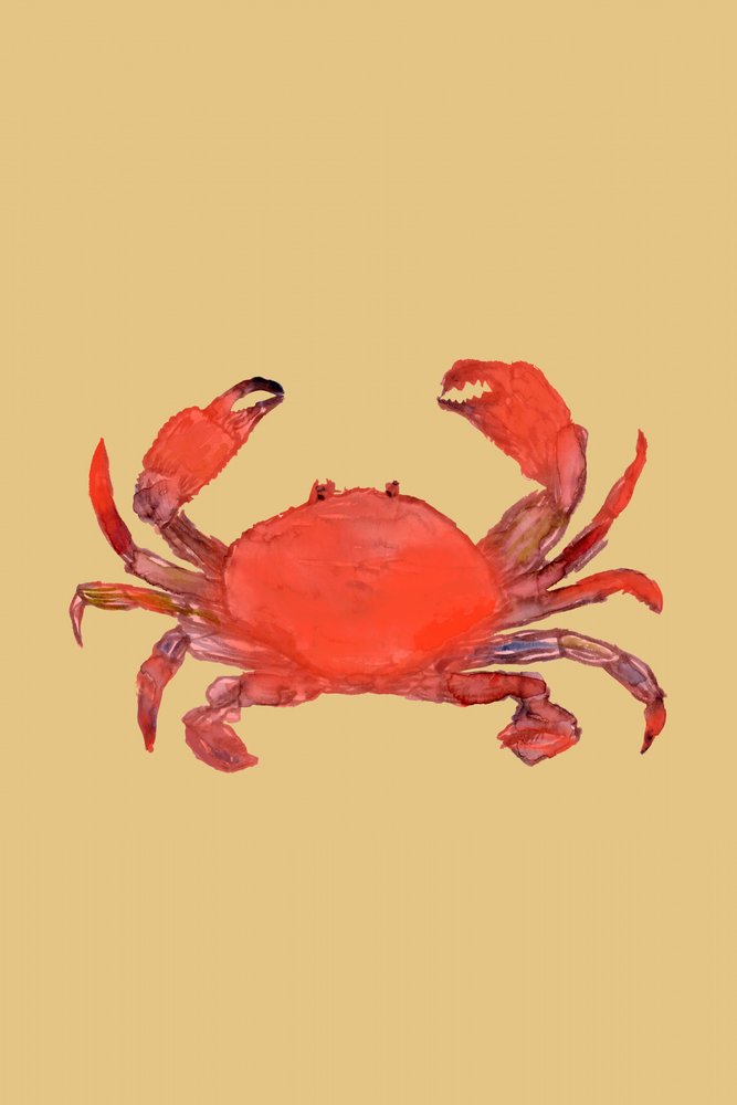 Granchio rosso brillante da cartissi