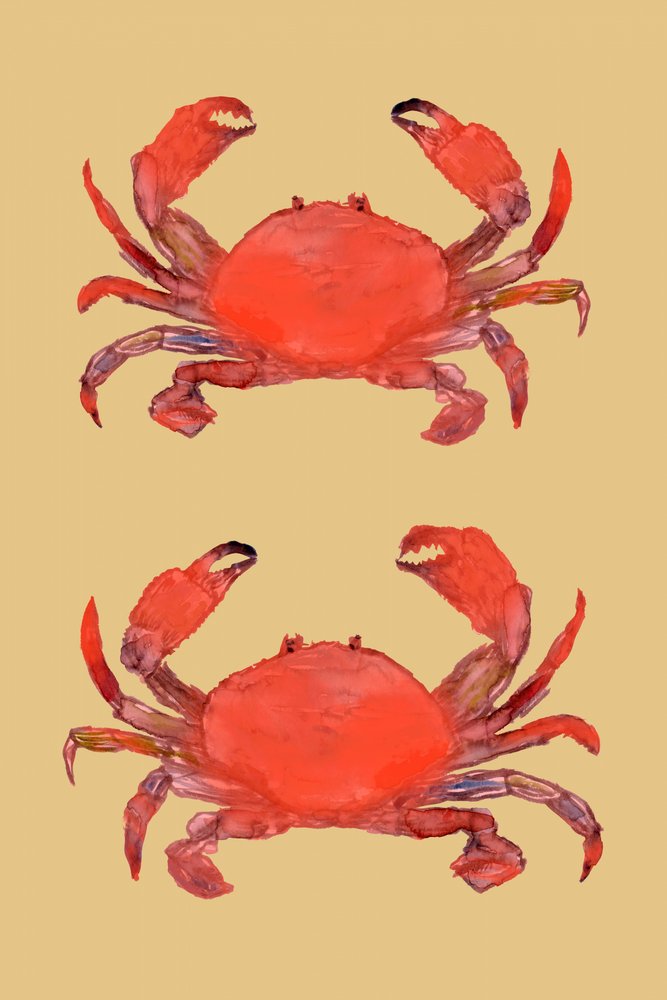 Granchi rossi vivaci da cartissi