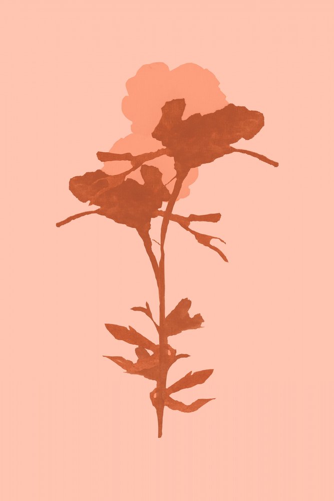 Calda fioritura botanica da cartissi