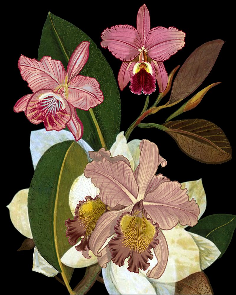  da giovanna nicolo